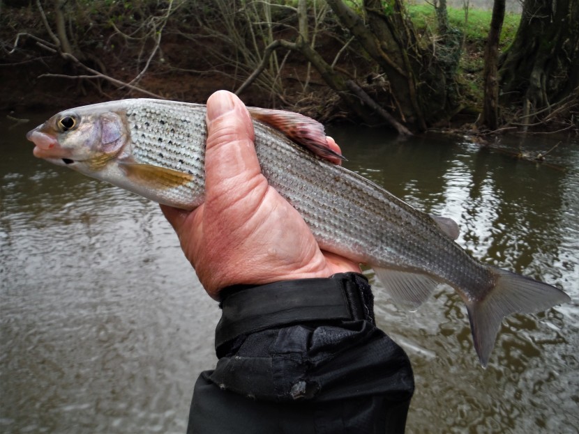 Dore grayling